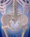 The lymphatic system - the abdomen Royalty Free Stock Photo