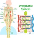 Lymphatic system anatomical vector illustration diagram, educational medical scheme.