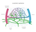 Lymphatic system of capillaries and vessels in complex with blood vessels. Lymph circulation scientific illustration. Royalty Free Stock Photo