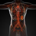 lymphatic system Royalty Free Stock Photo
