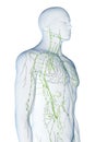 The lymphatic system Royalty Free Stock Photo