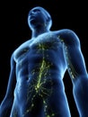 The lymphatic system Royalty Free Stock Photo