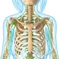 Lymphatic system Royalty Free Stock Photo