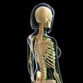 Lymphatic system of female back side view Royalty Free Stock Photo