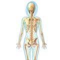Lymphatic system of female body Royalty Free Stock Photo