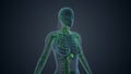 Lymphatic system of female body medical background