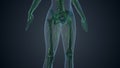 Lymphatic system of female body medical background