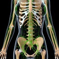 Lymphatic system of female front Royalty Free Stock Photo