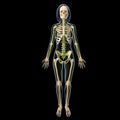 Lymphatic system of female full body Royalty Free Stock Photo