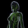 Lymphatic system of female isolated on black Royalty Free Stock Photo