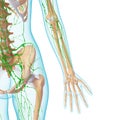 Lymphatic system of female skeleton Royalty Free Stock Photo