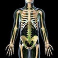 Lymphatic system with front view of skeleton Royalty Free Stock Photo