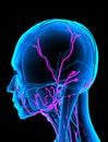 Lymphatic System head x-ray Royalty Free Stock Photo