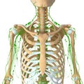 Lymphatic system Royalty Free Stock Photo