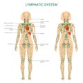 human anatomy, lymphatic system, medical illustration, lymph nodes Royalty Free Stock Photo