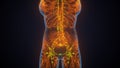 3D illustration of female body lymphatic with brain and circulatory system anatomy. Royalty Free Stock Photo