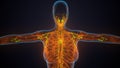 3D illustration of female body lymphatic with brain and circulatory system anatomy. Royalty Free Stock Photo