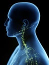 The lymphatic system of the neck Royalty Free Stock Photo