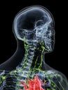 The lymphatic system of the neck Royalty Free Stock Photo