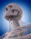The lymphatic system - the neck Royalty Free Stock Photo