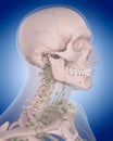The lymphatic system - the neck Royalty Free Stock Photo