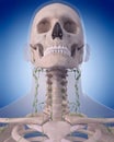 The lymphatic system - the neck Royalty Free Stock Photo