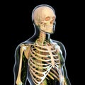 Lymphatic system with skeleton Royalty Free Stock Photo
