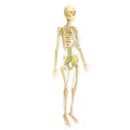 Lymphatic system with skeleton Royalty Free Stock Photo