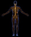 Lymphatic system and skeleton Royalty Free Stock Photo