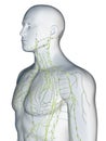 The lymphatic system of the upper body Royalty Free Stock Photo