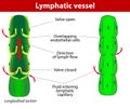 Lymphatic vessel