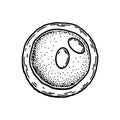 Lymphoblast blood cell isolated on white background. Hand drawn scientific microbiology vector illustration in sketch style