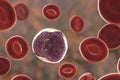 Lymphoblast, an immature white blood cell Royalty Free Stock Photo