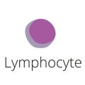 Lymphocyte B and T-cell, immune system. Royalty Free Stock Photo