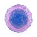 Lymphocyte