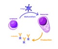 Lymphocyte maturation into the plasma cells illustration Royalty Free Stock Photo