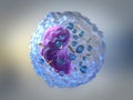 Lymphocytes are white blood cells or leucocytes in the human immune system consisting of B and T cells which form antibodies for Royalty Free Stock Photo
