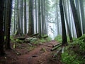 Lynn Peak Trail in Lynn Headwaters Regional Park