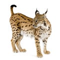 Lynx (2 years) Royalty Free Stock Photo