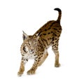 Lynx (2 years) Royalty Free Stock Photo