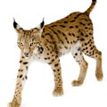 Lynx (2 years) Royalty Free Stock Photo