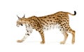 Lynx (2 years) Royalty Free Stock Photo