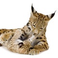 Lynx (2 years) and her cub Royalty Free Stock Photo