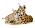 Lynx (2 years) and her cub Royalty Free Stock Photo