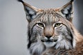 Capture the beauty of nature as a stunning Eurasian lynx prowls through a snow-covered forest