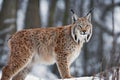 Majestic Eurasian Lynx Roaming the Snowy Forest