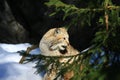 Lynx Royalty Free Stock Photo