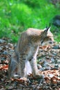 Lynx Royalty Free Stock Photo