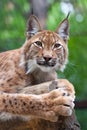 Lynx against wildness area Royalty Free Stock Photo