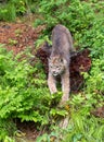 Young Canada Lynx on the Prowl Royalty Free Stock Photo